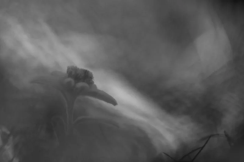 edelweiss-sandrine georget