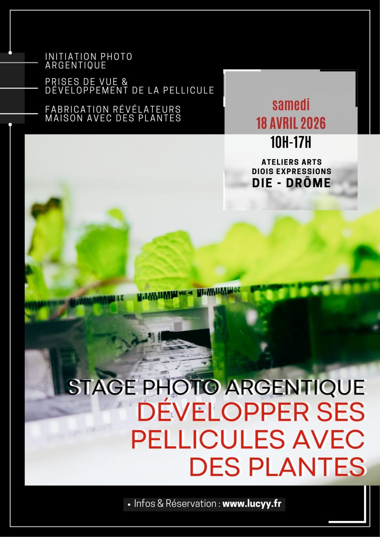stage photo argentique developper pellicules avec des plantes - lucyy mahe
